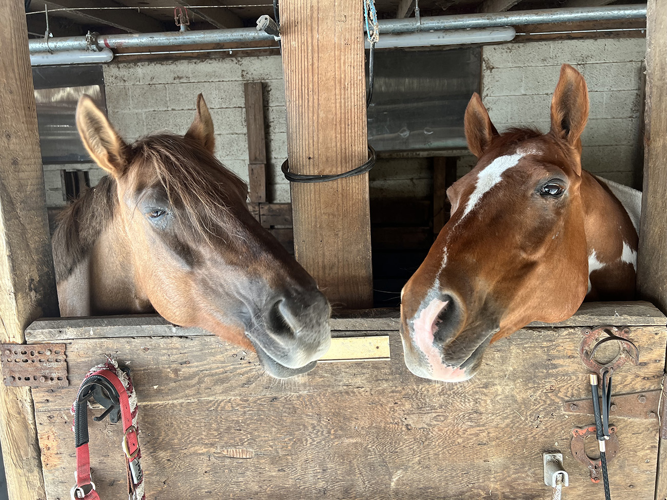 Lesson Kids Rally To Save DC's Only Public Barn
