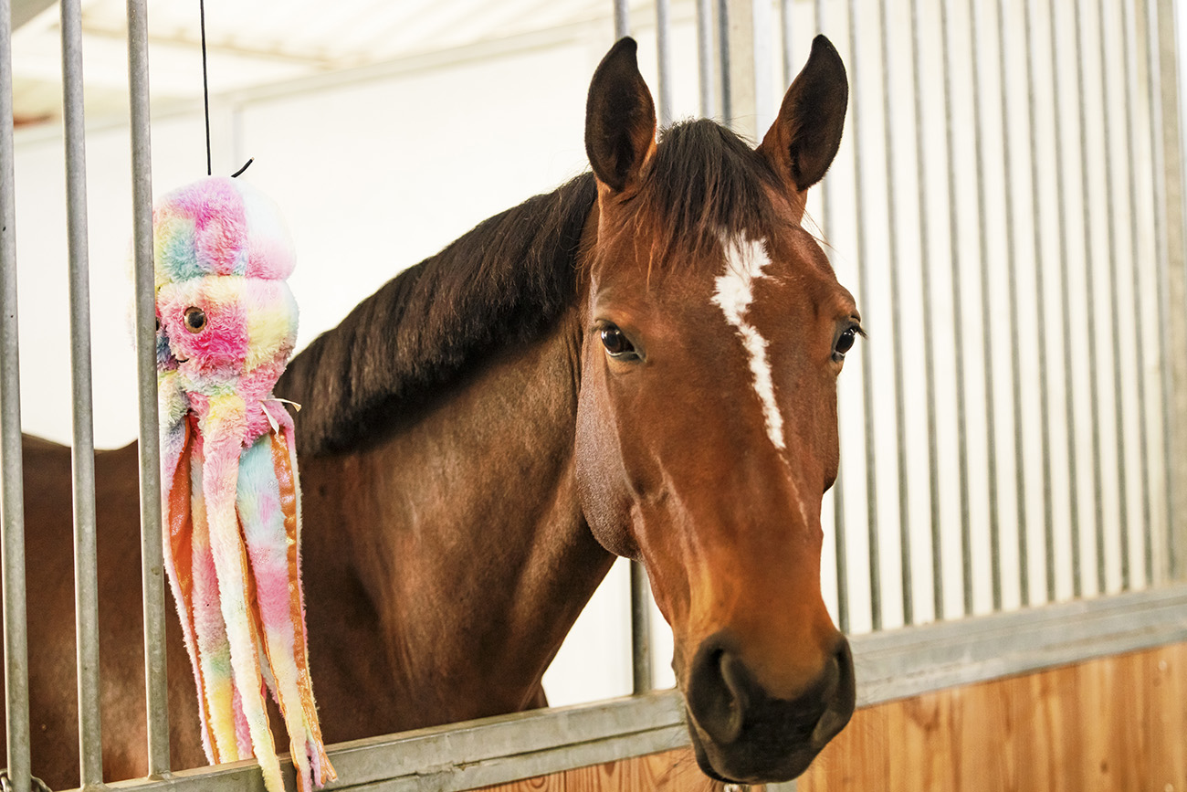 Behind The Stall Door With: Kalinka Van't Zorgvliet