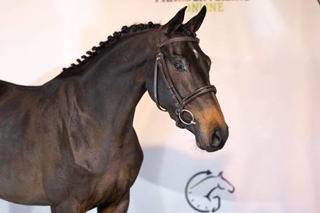 A horse with a bridle
AI-generated content may be incorrect.