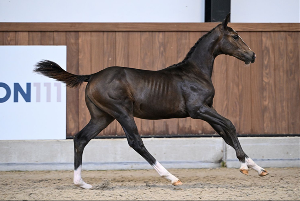 A horse running in a dirt arena

AI-generated content may be incorrect.