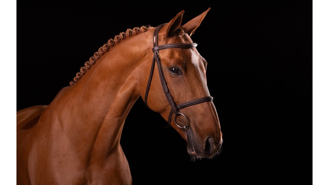 A horse with a bridle

Description automatically generated