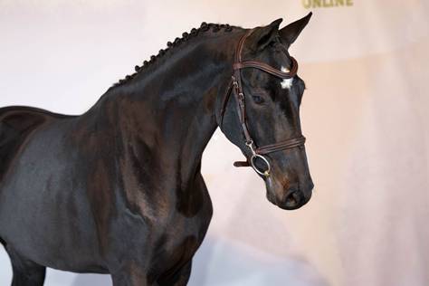 A horse with a bridle
AI-generated content may be incorrect.