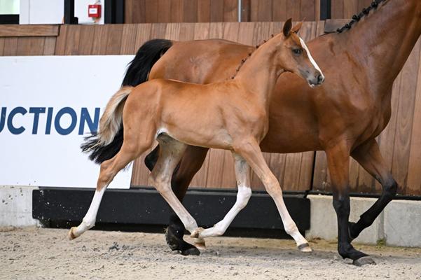A horse and a baby horse

AI-generated content may be incorrect.