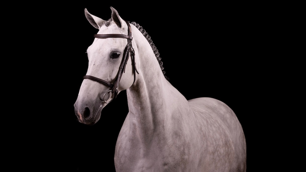 A white horse with a bridle

Description automatically generated