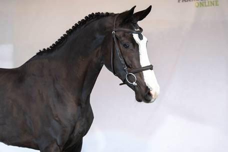 A horse with a white stripe on its face
AI-generated content may be incorrect.