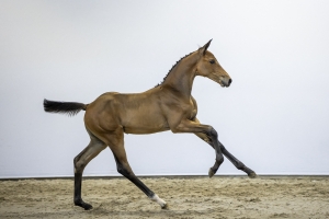 A horse running on sand

AI-generated content may be incorrect.