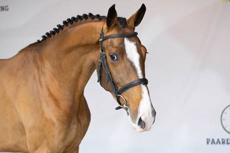 A horse with a white stripe on its head
AI-generated content may be incorrect.