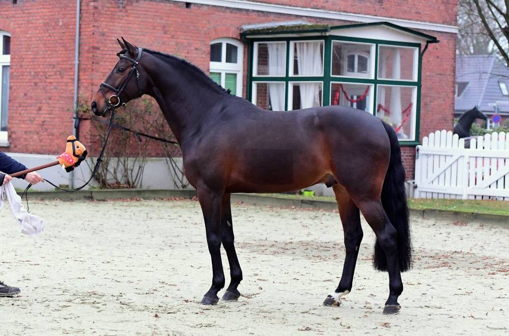 Five new stallions approved by the Holstein Verband. | Studforlife